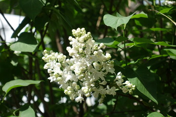 Close view of white double flowered lilac in mid May