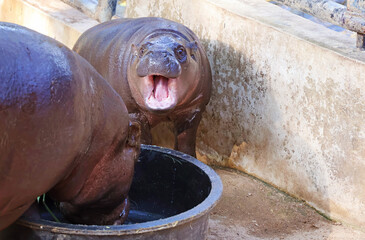 Six months old chubby Pygmy Hippo calf gaping while her mother having food