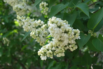 Macro of white double flowered lilac in mid May