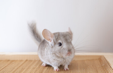 Beige chinchilla on white background