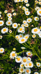 Close up of daisy flower in wild nature field. Daisy Meadow