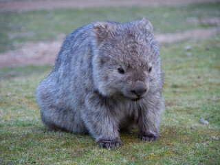 a wombat in Tasmania Australia