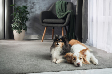 A border collie and a sheltie lay calmly side by side on a soft rug in a bright room with a green...