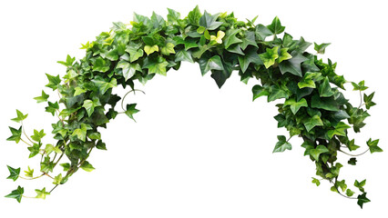 Lush green ivy archway nature background