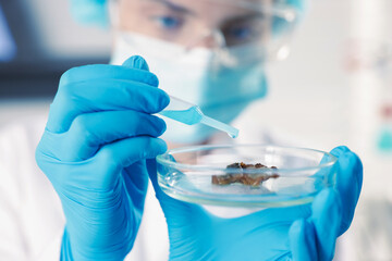 Scientist working with sample in Petri dish in laboratory, selective focus