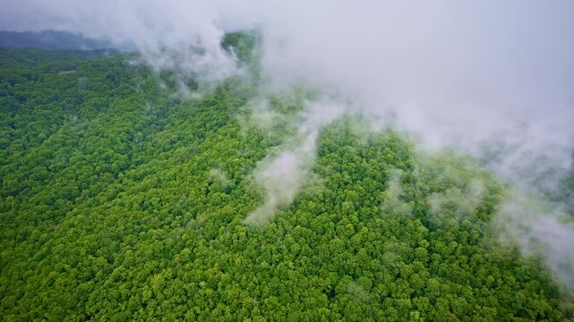 Slow drift through cinematic fog in the Smokies