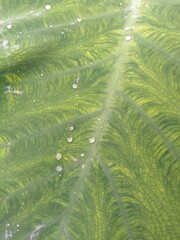 Close-up of a leaf with water droplets from rain dripping down on it. This plant is a favorite...
