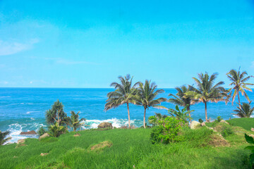 A panoramic coastal view reveals lush green grass and several palm trees in the foreground, with the deep blue ocean and white waves extending to the horizon under a clear blue sky.