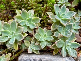 Graptopetalum paraguayense succulent natural background