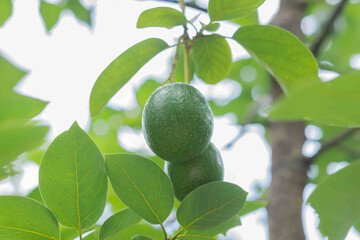 Avocado, Avocado from Thailand country