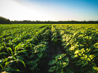 A field of green sunflowers and corn divided in half by a path under a clear blue sky with a forest on the horizon.