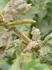 These are mealybugs or aphids that suck the sap from the plant's sap, causing the leaves to bend...