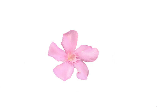 Fiore rosa isolato. Risorsa png