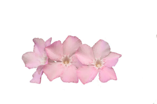 Tre fiori rosa png
