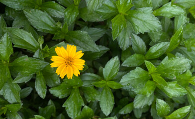 Close-Up of Singapore Daisy Flower and Leaves
