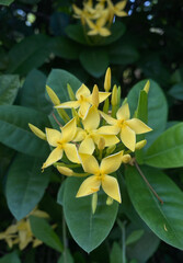 Close-up of Yellow Ixora Flowers and Leaves