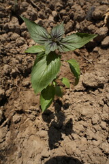 Basil
Plant
A genus of annual and perennial herbs and shrubs of the Lamiaceae family....