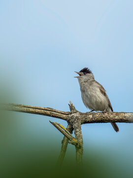 Eurasian blackcap singing on branch in Kaiserstuhl during spring