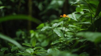 Stunning close-up of Congo rainforest flora and fauna, with insects and wild flowers in sharp detail,