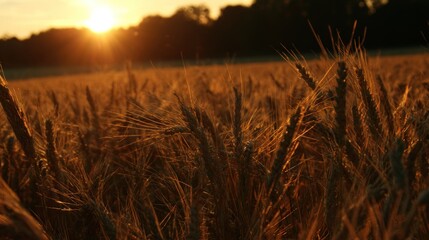 Golden wheat field at sunset (2)