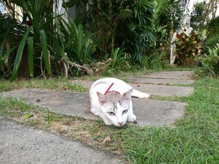 Playful and Relaxed Domestic Cats in Garden Setting – Natural Light Outdoor Cat Photography Series