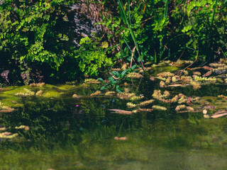 beautiful river in the mountain