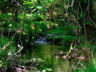 beautiful stream in the forest