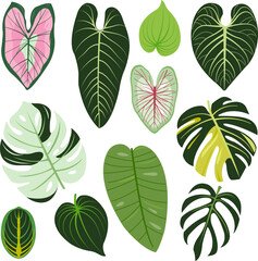 Indoor houseplants leaf set. Various tropical jungle plant leaves collection. Exotic plants, tree and monstera leaf decoration. Vector illustration