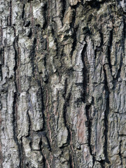 Closeup of tree trunk. Bark pattern is seamless texture from tree.