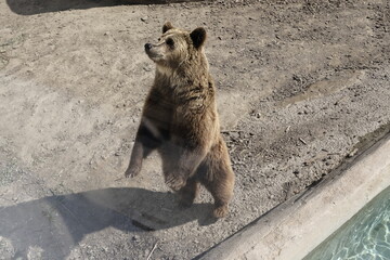 orsi in libert&agrave;