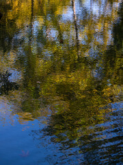 Beautiful tree reflections on the lake