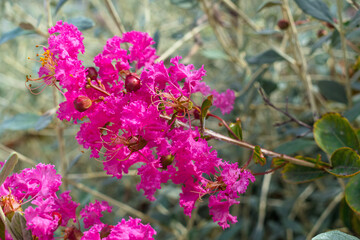 blooming pink Lagerstroemia indica close-up