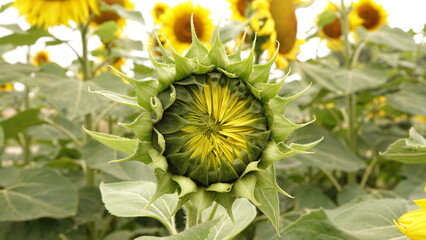 Nierozwinięty kwiat słonecznika © tomo81