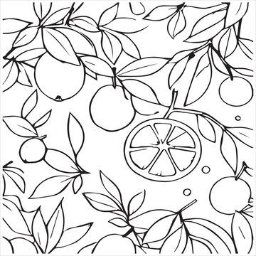 oranges slice still on the tree, along with their leaves vecor line art. coloring book