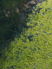 mossy river in the forest