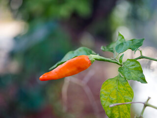close up of red chilies on a chili tree, defocused