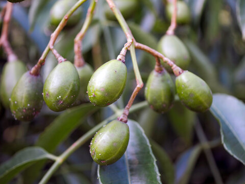 young kedondong fruit on the tree