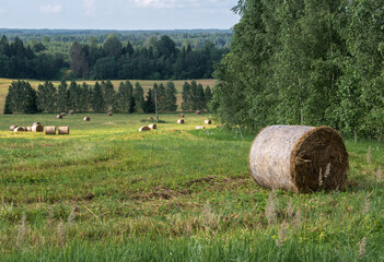 Agricultural landscape of hay bales in a field .