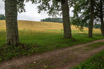 old road , trees and wheat field .