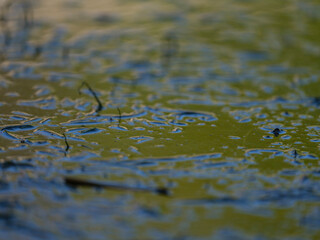 mossy river in the forest