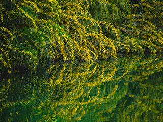 beautiful trees and their reflections by the river