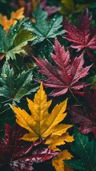 A close-up photograph of vibrant leaves in ranging from deep green to rich burgundy red and bright yellow. Colorful autumn fall season wallpaper design.