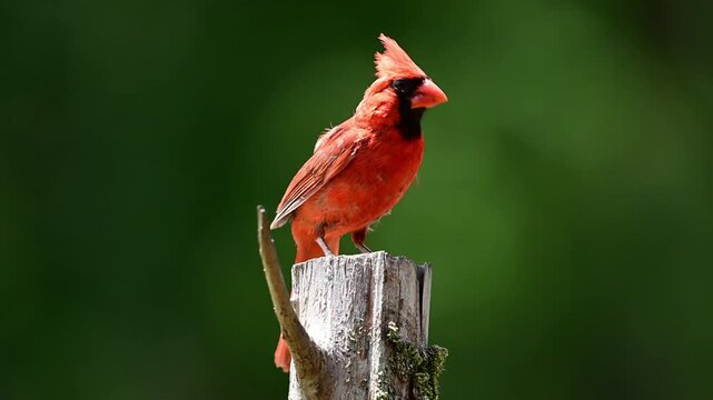 Cardinal perched on a Cedar post, slow motion