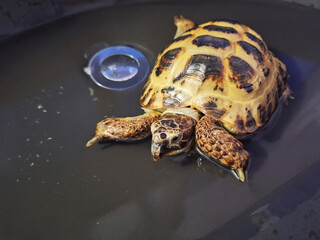 A land turtle bathes in a black sink filled with water.