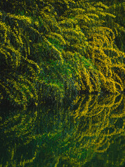 beautiful trees and their reflections by the river