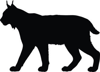 Majestic Lynx Silhouette, Wild Feline Predator Walking