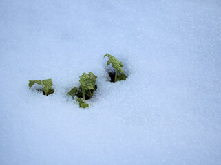 雪が降った1月に雪の隙間から芽吹いた菜の花