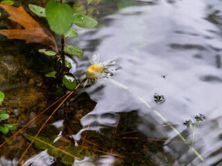 a daisy that has fallen into water