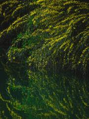 beautiful trees and their reflections by the river