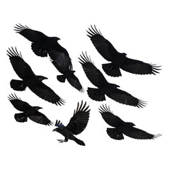 Naklejka premium Silhouetted Flock of Crows Flying Against Transparent Background